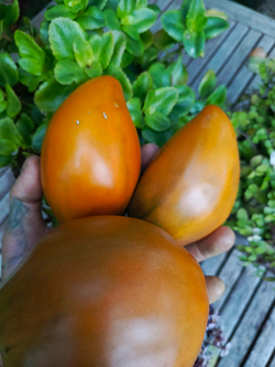 Огненный гребень охра (Cresta di Fuoko ochre) сорт томата