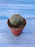 Euphorbia Obesa (Эуфорбия)