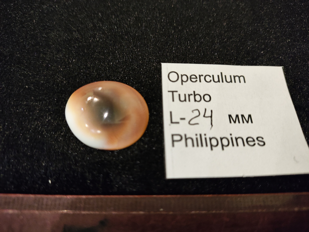 Оперкулум Турбо 23-28мм