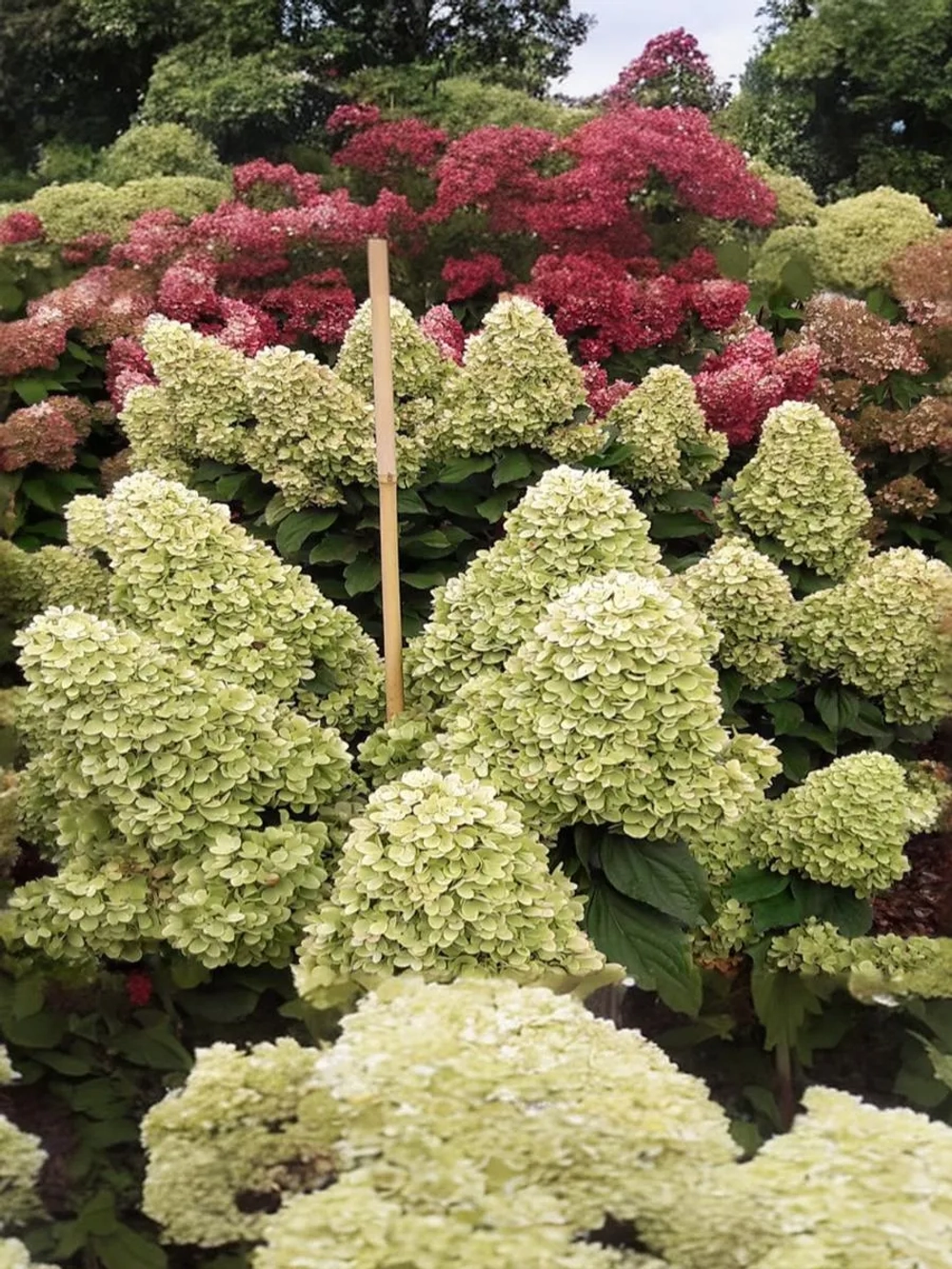 Гортензия метельчатая Панорама