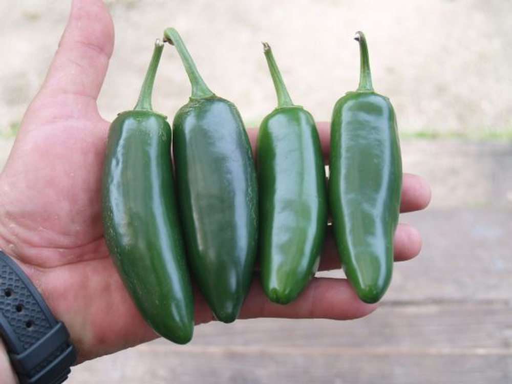 Перец острый Микстеко F1 3шт Мировые Семена VITA GREEN