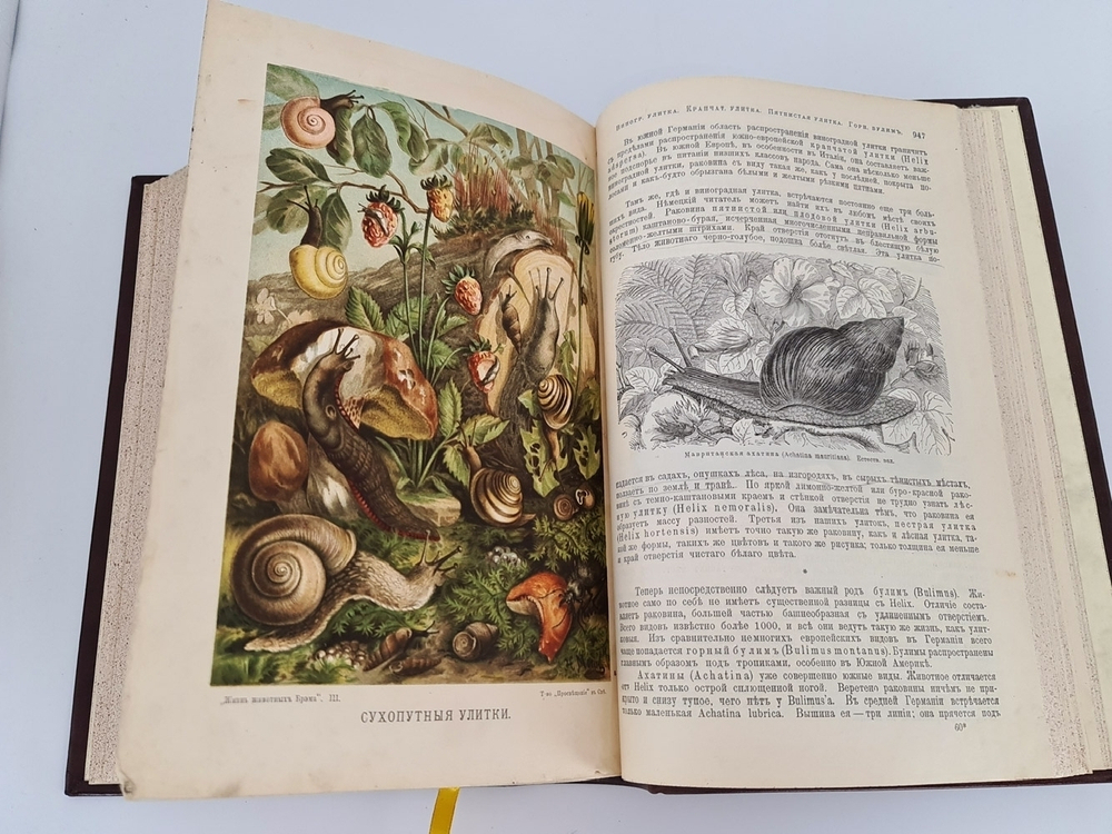"Жизнь животных". А.Э.Брэм. 1904 г. - антикварная книга