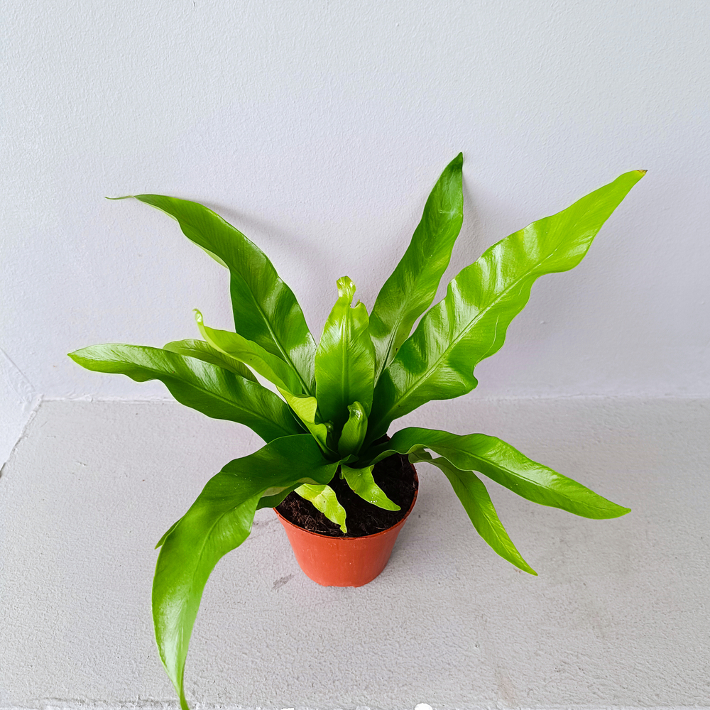 Асплениум Нидус