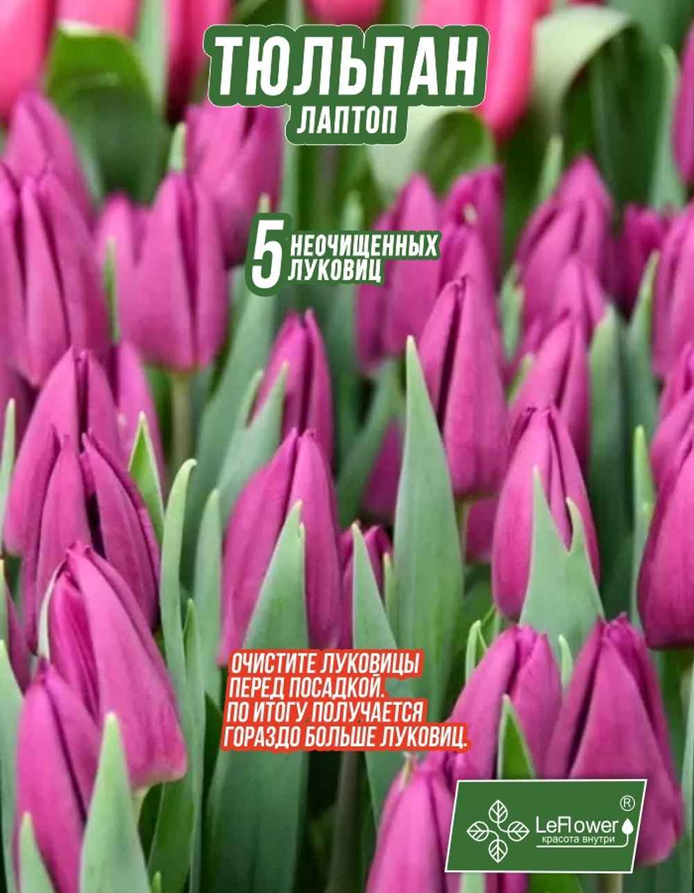 Тюльпан Луковица, Лаптоп, 5 шт