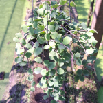 Хойя KANYAKUMARIANA