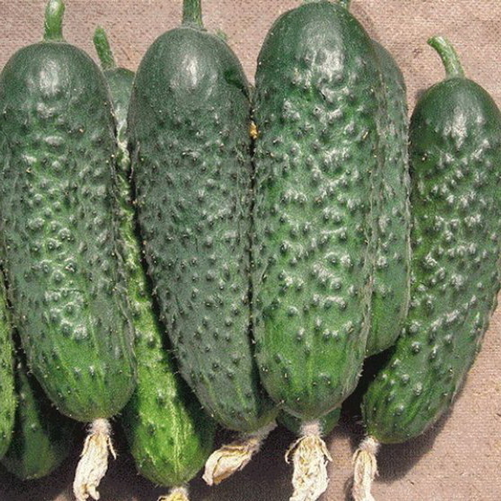 4097 F1 семена огурца партенокарпического (Seminis / Семинис)