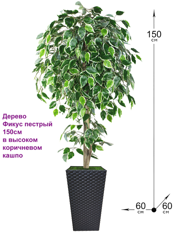 Искусственное дерево Фикус пестрый 150см в высоком коричневом кашпо ротанг