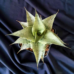 Сансевиерия SNOWFLAKE