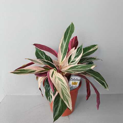 Строманта Триостар