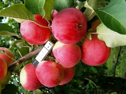 Саженец яблони «Алтайское Румяное» (Позднелетняя, Хранится до 60 дней)