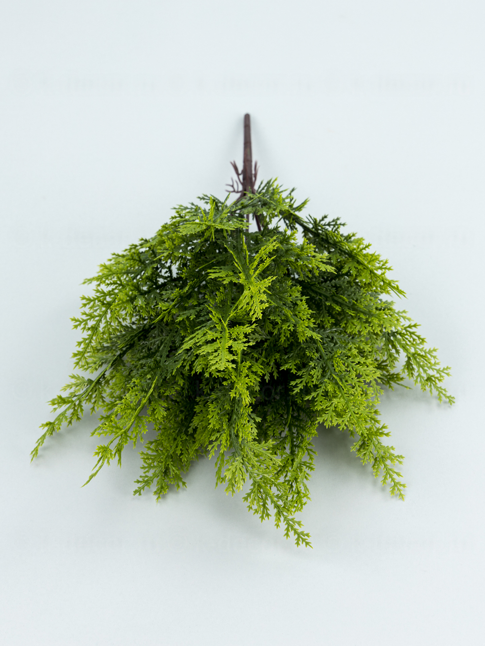 Букет туя Крымская