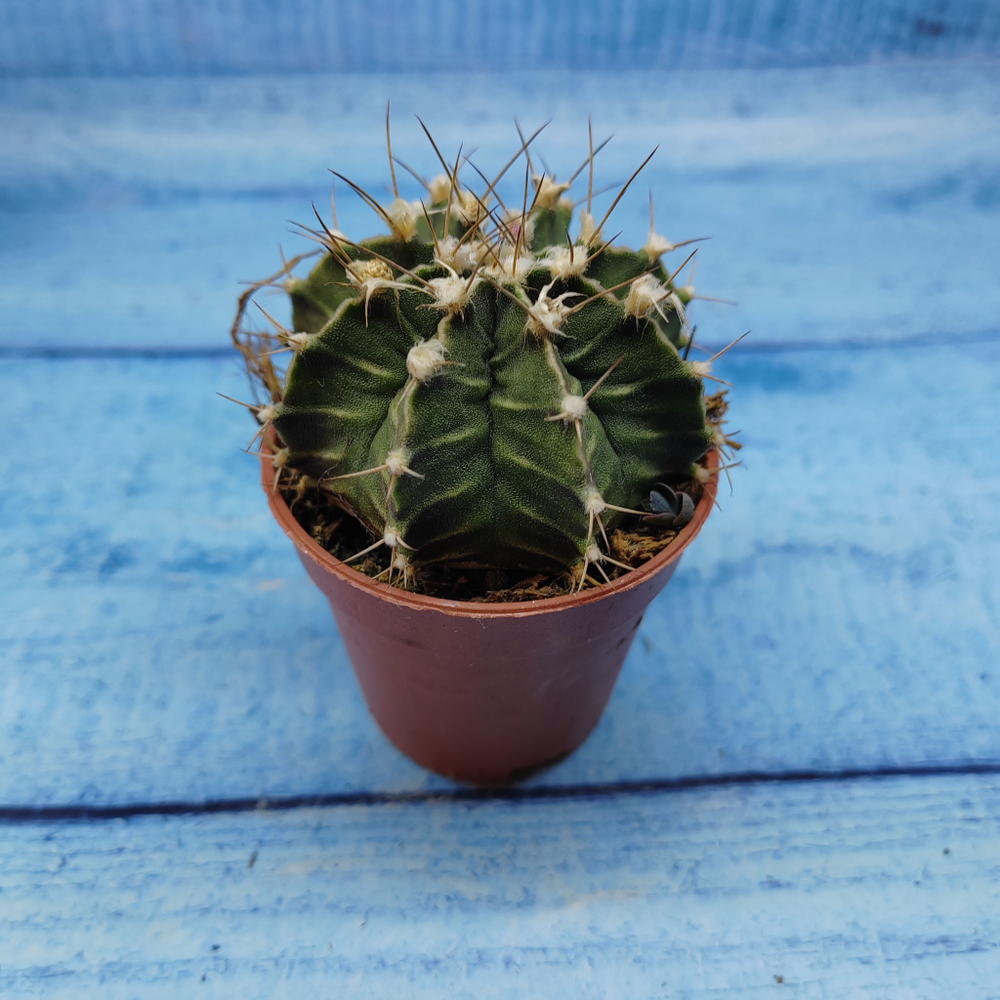 Gymnocalycium Friedrichii (Гимнокалициум)