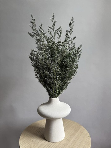 Кермек светло-зеленый