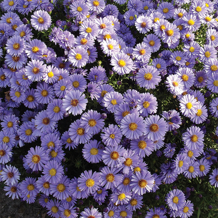 Астра новобельгийская Бриджит С2