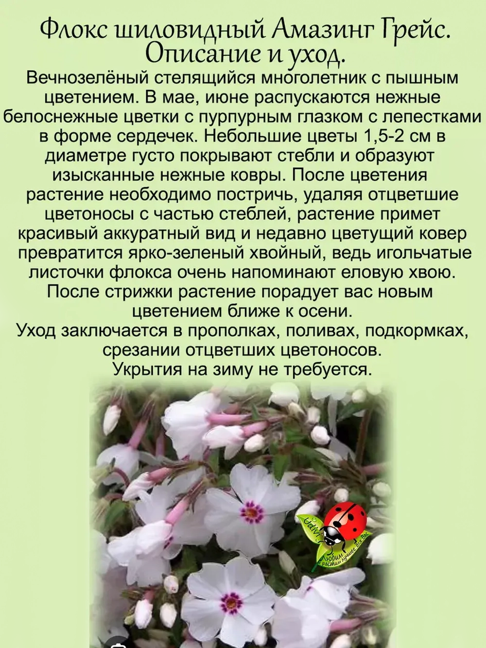 Флокс Эмейзинг Грейс шиловидный почвопокровный