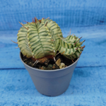 Euphorbia meloformis f. Variegated (Эуфорбия вариегатная)