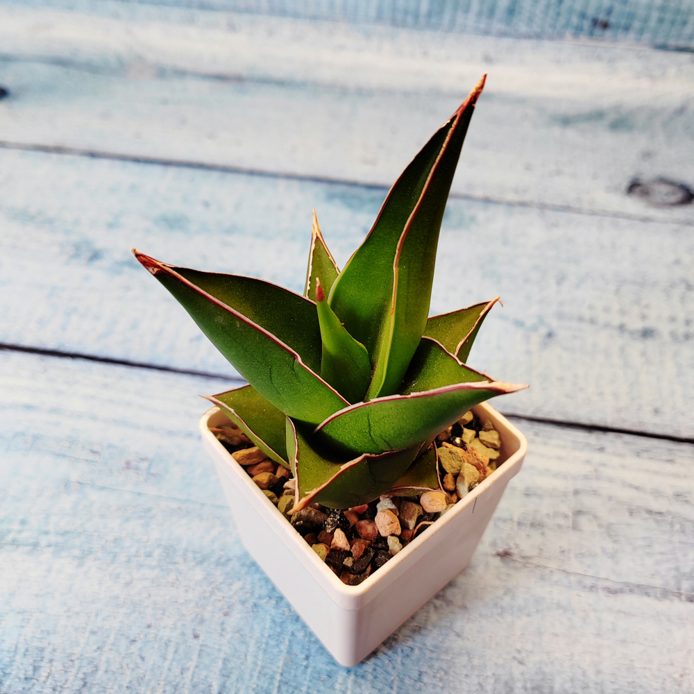 Sansevieria Abbey Crown (Сансевиерия)