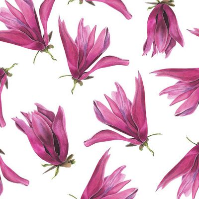 цветы-Магнолия