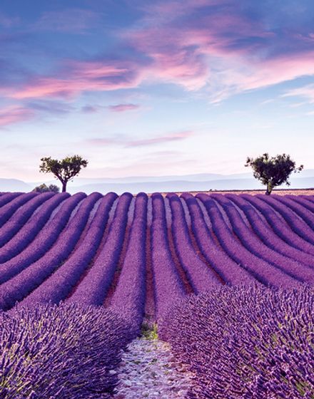 Gloockler Pompoos Provence панно