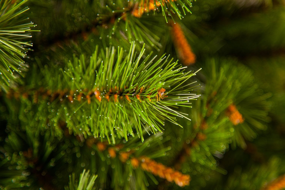 Сосна Сказочная 230см светло-зеленая Triumph Tree