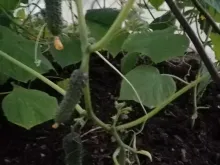 БЬЕРН F1 семена огурца (Enza Zaden | Alexagro)