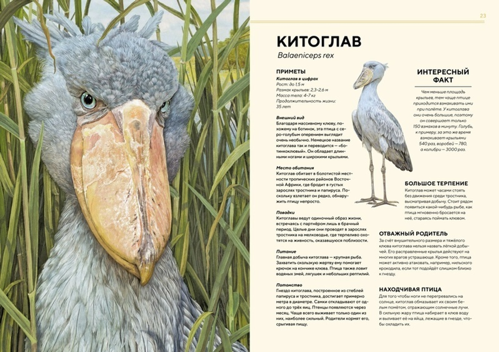 Животные Африки в натуральную величину