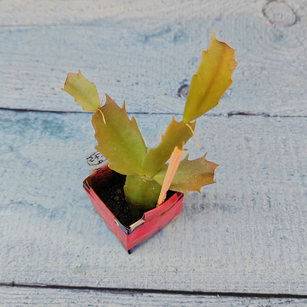 Schlumbergera Thor Vita (Декабрист)