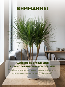 Драцена angustifolia Dragon's Blood Tree д.30