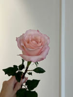 Роза одноголовая в розовом оттенке