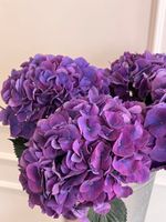 Гортензия в фиолетовом оттенке