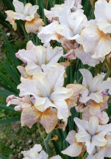 Ирис Сибирский Сара Тиффани