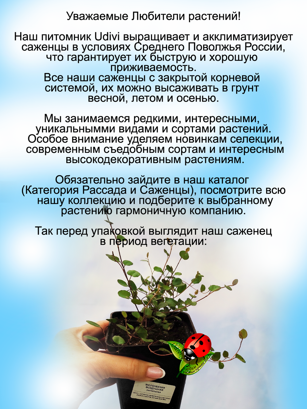Мюленбекия воздушная ампельная
