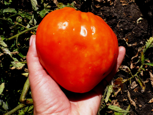 Помидоры Гигант Provenzano