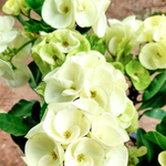 Эуфорбия Миля PETCH MANEE WHITE
