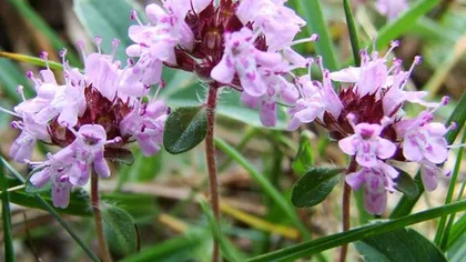 Чабрец (богородская трава)