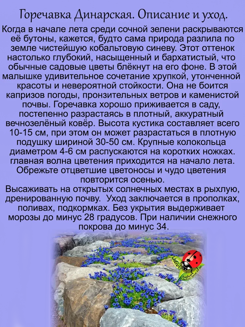 Горечавка Динарская