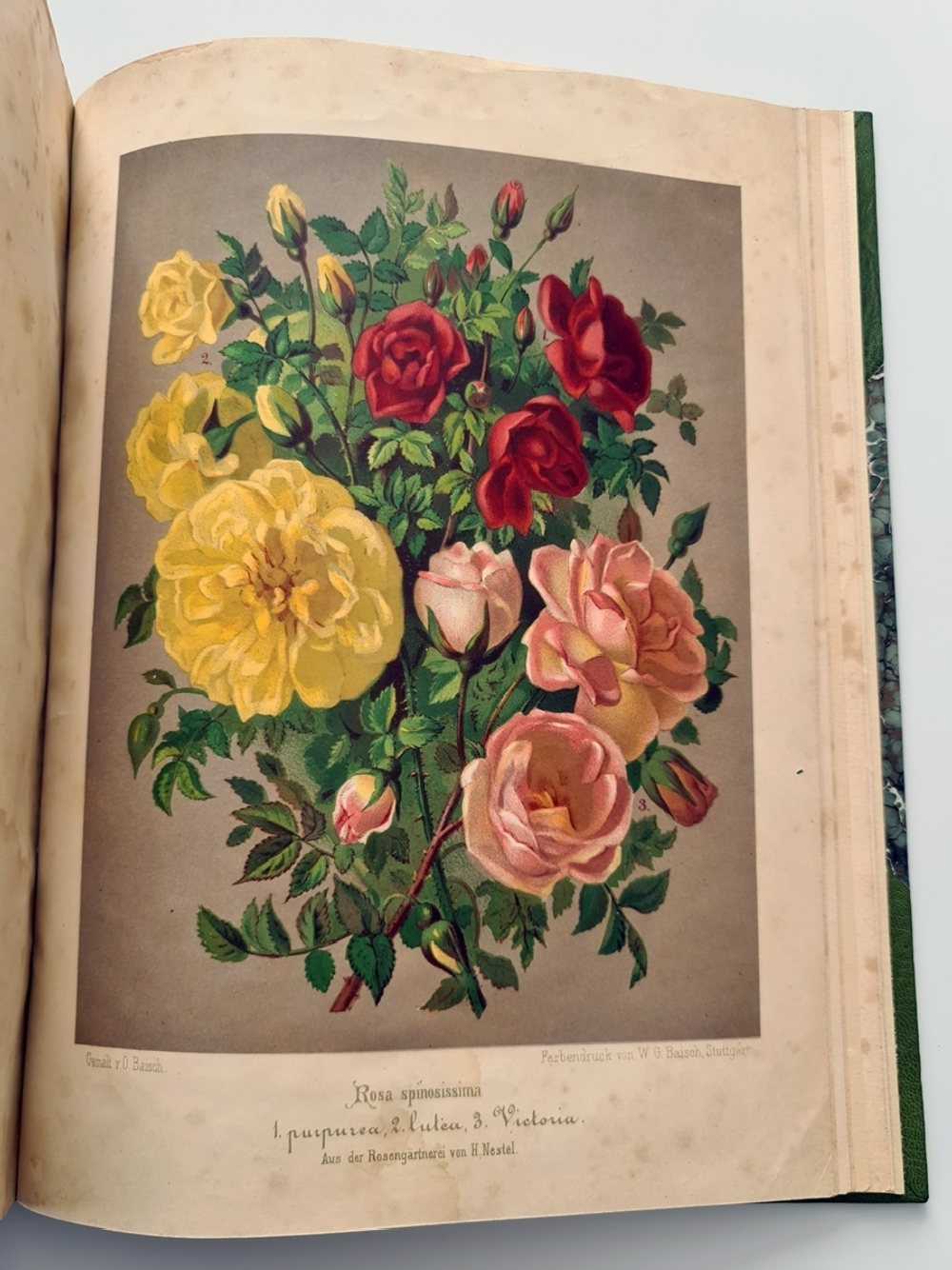 "Nestel`s Rosengarten. [  Сад роз Нестела]". E. Schweizerbartsche Verlagshandlung. 1869г.