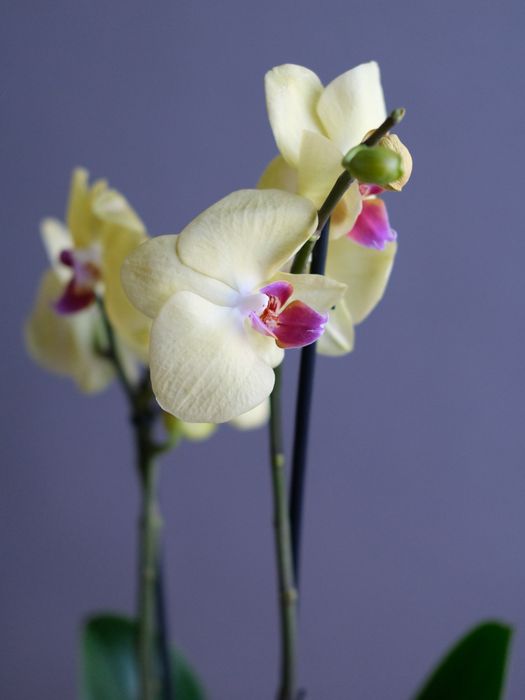 Фаленопсис желтая 2 ст (D-12)