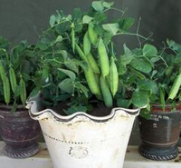 Горох Мальчик С Пальчик - Tom Thumb Pea