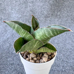 Сансевиерия NIGHT OWL