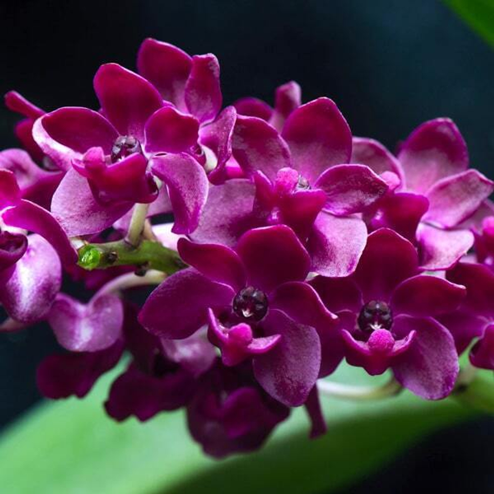 Орхидея RHYNCOSTYLIS GIGANTEA микс (P101)
