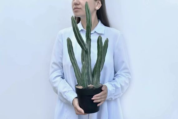 Кактус Султан 51см