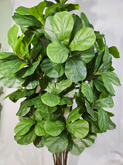 Фикус Лирата Робуста 160см в кашпо