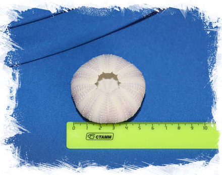 Сиреневый панцирь Ежа