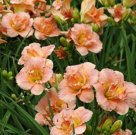 Лилейник "Siloam Double Classic". Hemerocallis "Siloam Double Classic".