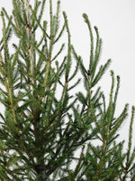 Живая ёлка на Новый год напрокат