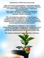 Дипладения Флорения Пинк розовая Мандевилла