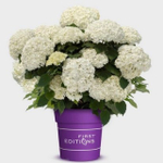 Гортензия древовидная Флауэр Вау / Flower WOW Р7