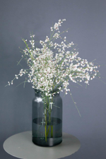 гениста весенний букет