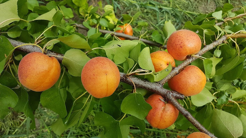 Саженцы Абрикоса «Амур»